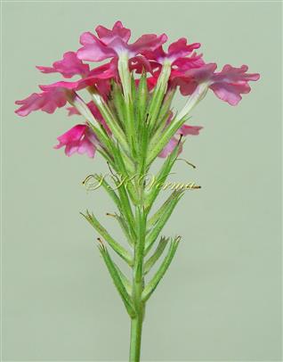   Inflorescence - Umbel-like spike